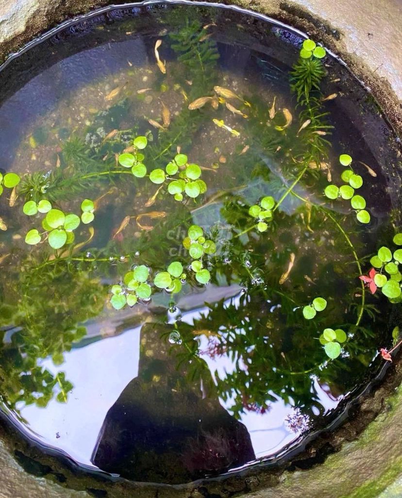 Cá 7 bảy màu Full gold To Khỏe đẹp giá rẻ. Mua bán Thú cưng khác tại Quận 8 Tp Hồ Chí Minh được đăng bởi Anhtuan Vo hình 1