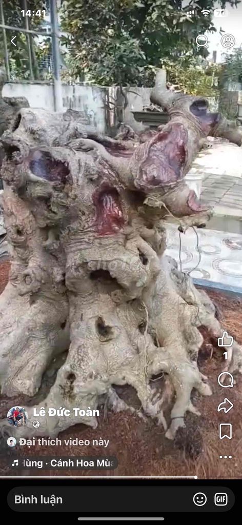 Cây cảnh Cốt tán Xanh Nam Điền. Mua bán Cây cảnh, đồ trang trí tại Huyện Tiên Lãng Hải Phòng được đăng bởi Lê Đức toản  hình 1