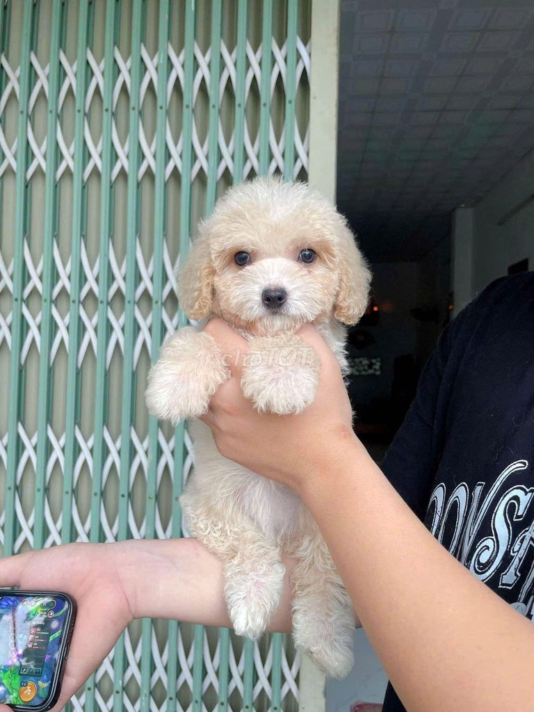 Chó poodle 3 tháng tuổi màu kem đã tiêm 2 mũi