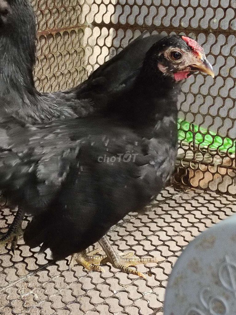 Gà Rosecomb Đen 4 tháng. Mua bán Gà tại Quận Bình Tân Tp Hồ Chí Minh được đăng bởi Sơn  hình 1