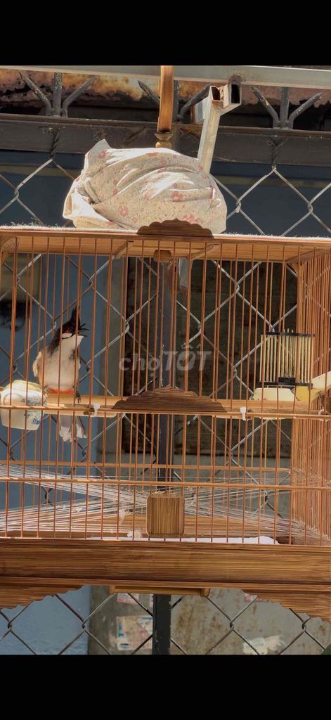 Chim chào mào Bình Định mùa 3. Mua bán Chim tại Thành phố Thủ Đức Tp Hồ Chí Minh được đăng bởi Lê dũng hình 1