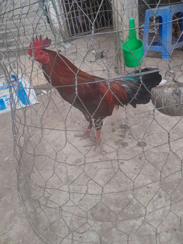 Gà chọi trống nâu đỏ gà tơ 2,6kg. Mua bán Gà tại Huyện Thanh Bình Đồng Tháp được đăng bởi Tuan hình 1