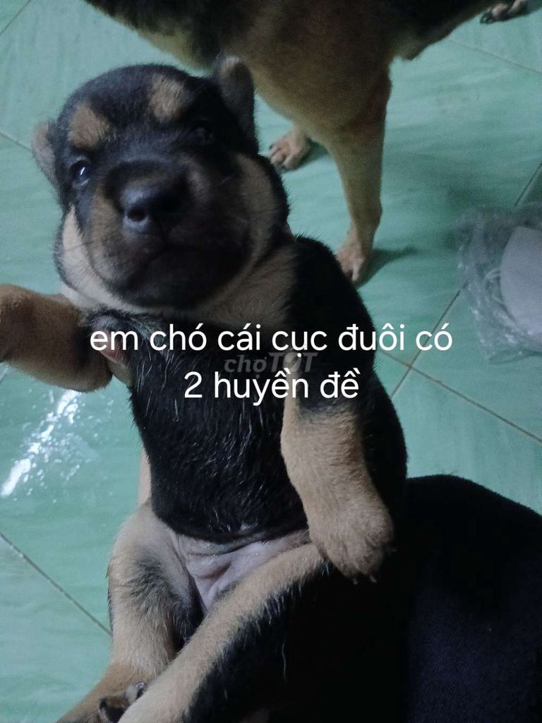 Chó con lai. Mua bán Chó tại Quận 12 Tp Hồ Chí Minh được đăng bởi Nguyễn Thị Thanh Trúc hình 5