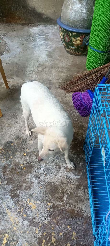 Chó Golden lai đực 1 tuổi đã tiêm. Mua bán Chó tại Huyện Xuân Lộc Đồng Nai được đăng bởi Liong hình 1