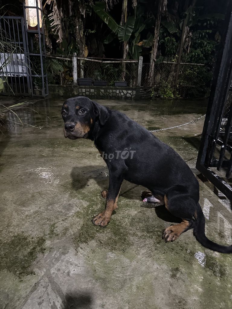 Mình cần nhượng lại cho bạn nào cần nuôi. Mua bán Chó tại Huyện Duy Xuyên Quảng Nam được đăng bởi Nam trung hình 1