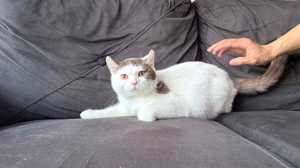 Mèo Anh lông ngắn đực 4 tháng. Mua bán Mèo tại Thành phố Thuận An Bình Dương được đăng bởi Hồ khanh hình 1