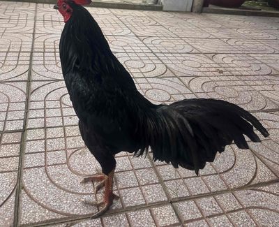 Gà trống đen 3.2kg