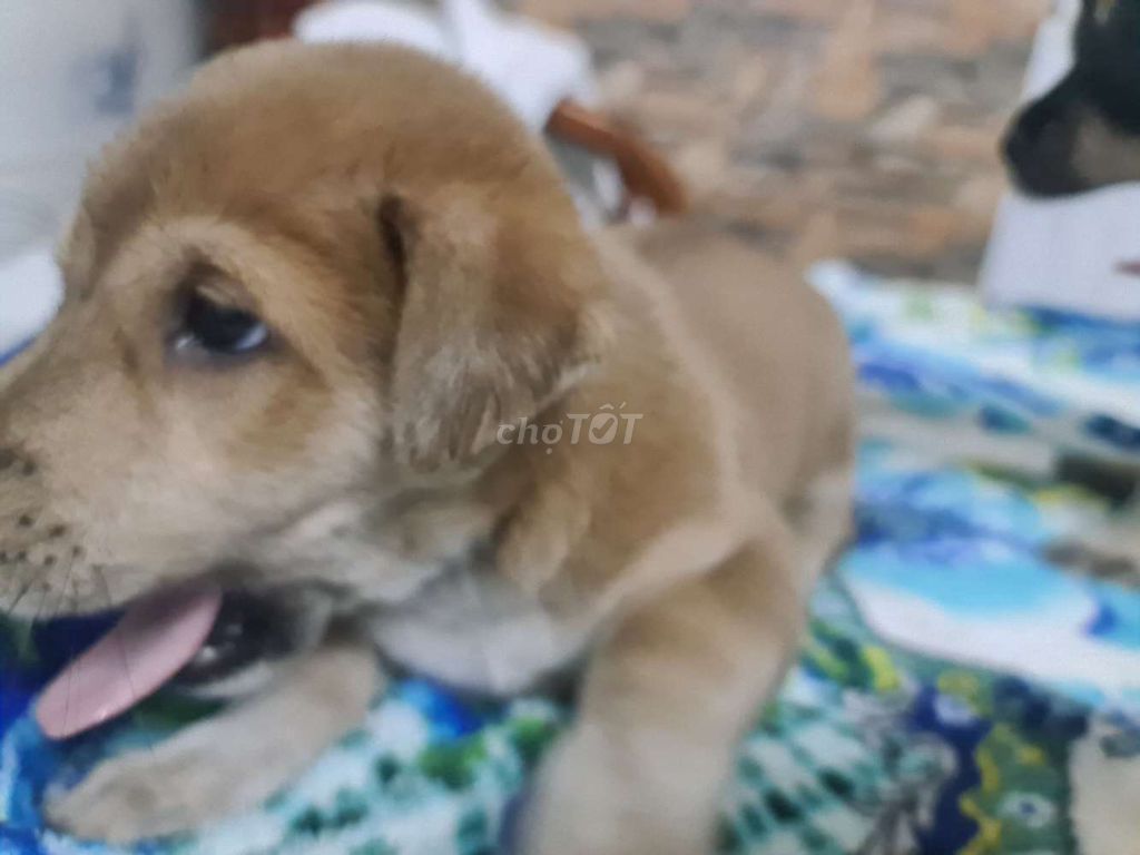 Chó Golden cái. Mua bán Chó tại Quận 8 Tp Hồ Chí Minh được đăng bởi Tai Nguyen hình 1