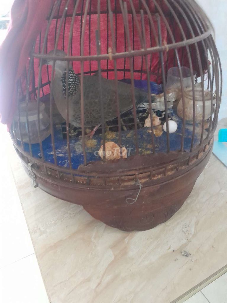 Chim  cu gáy mái dòng malaisia giọng thổ đồng. Mua bán Chim tại Quận Cầu Giấy Hà Nội được đăng bởi Đình Vượng hình 1