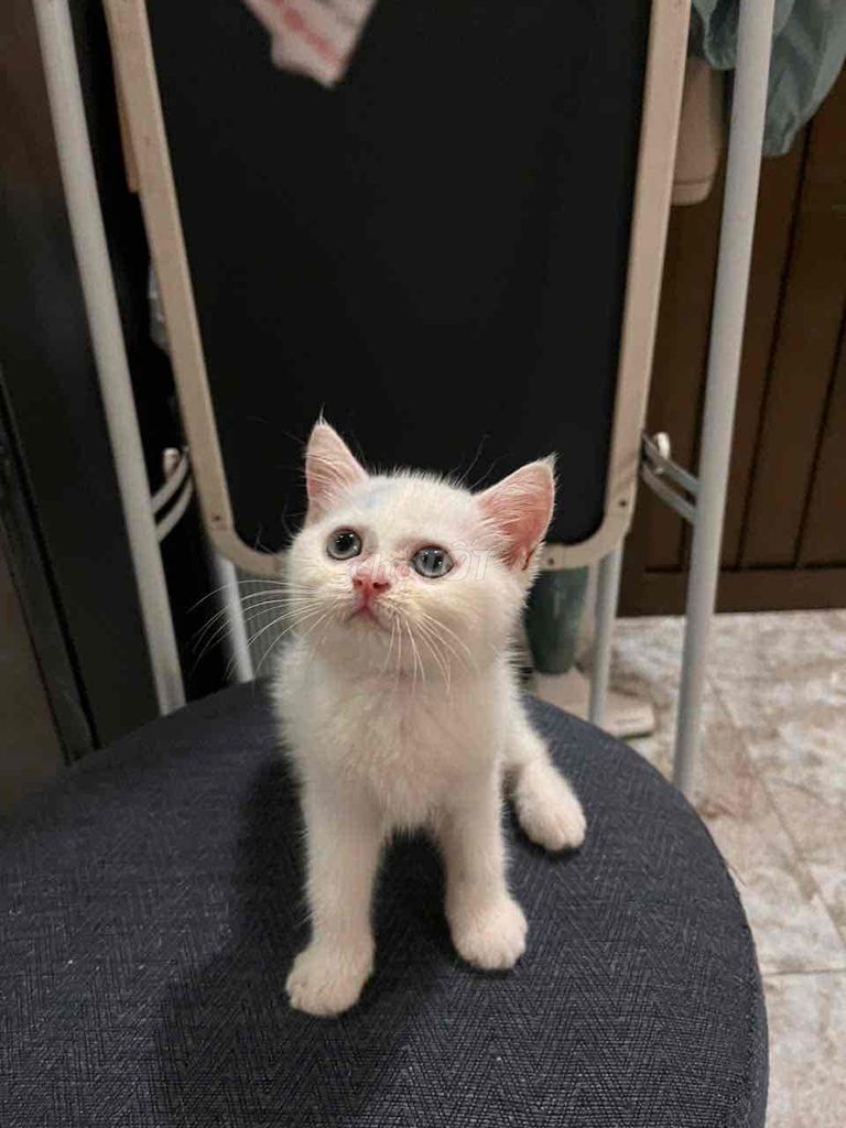 MÈO CÁI ALN 3 tháng tuổi