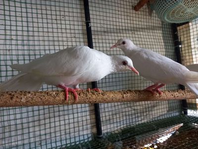 Capj Cu pháp trắng tinh. Mua bán Chim tại Quận Tân Phú Tp Hồ Chí Minh được đăng bởi Hai