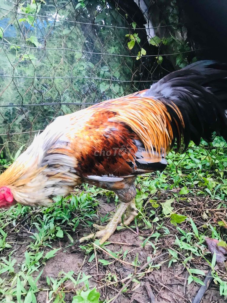 trống tơ 3.7kg. Mua bán Gà tại Huyện Mang Thít Vĩnh Long được đăng bởi Hưng Quoc hình 3