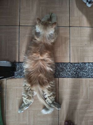Mèo Ba Tư đực Vàng
