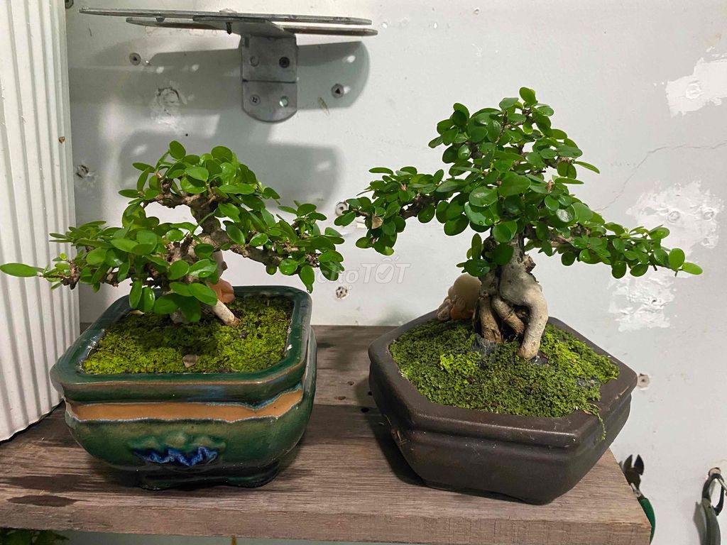 Cây cảnh Sam núi Bonsai Sống khoẻ. Mua bán Cây cảnh, đồ trang trí tại Quận 4 Tp Hồ Chí Minh được đăng bởi Tên chưa cung cấp hình 1