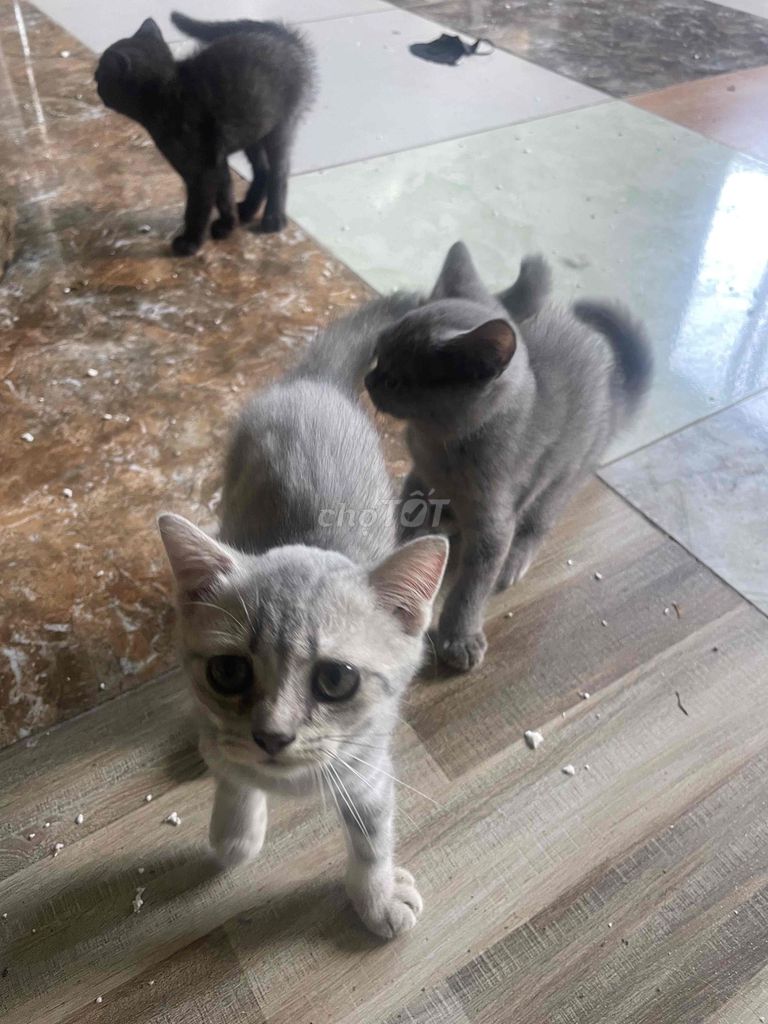 Mèo Anh lông ngắn Xám. Mua bán Mèo tại Quận Thanh Khê Đà Nẵng được đăng bởi Đặng hữu Công hình 1