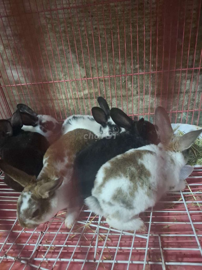 6 em minirex. Mua bán Thú cưng khác tại Huyện Hóc Môn Tp Hồ Chí Minh được đăng bởi anh vy hình 1
