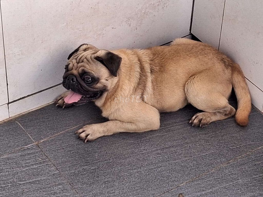 Chó Pug đực. Mua bán Chó tại Quận Bình Tân Tp Hồ Chí Minh được đăng bởi Nhân Rottweiler  hình 1