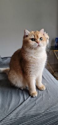 Mèo Anh Lông Ngắn,thuần chủng 10 tháng tuổi,có phả