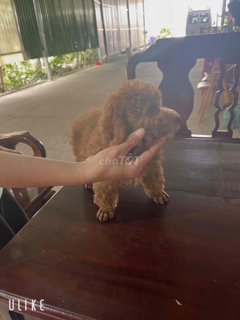 Chó Poodle Nâu đỏ. Mua bán Chó tại Huyện Trảng Bàng Tây Ninh được đăng bởi Trương Quốc Duy hình 1