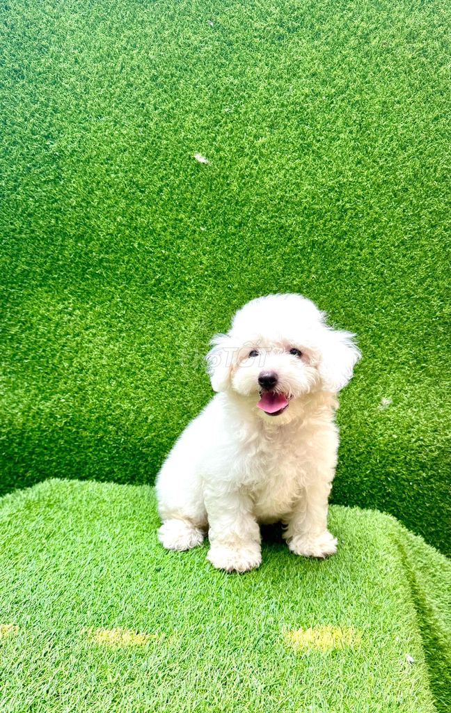 HCM - 2 bé cái tiny poodle bò xám và trắng tuyết