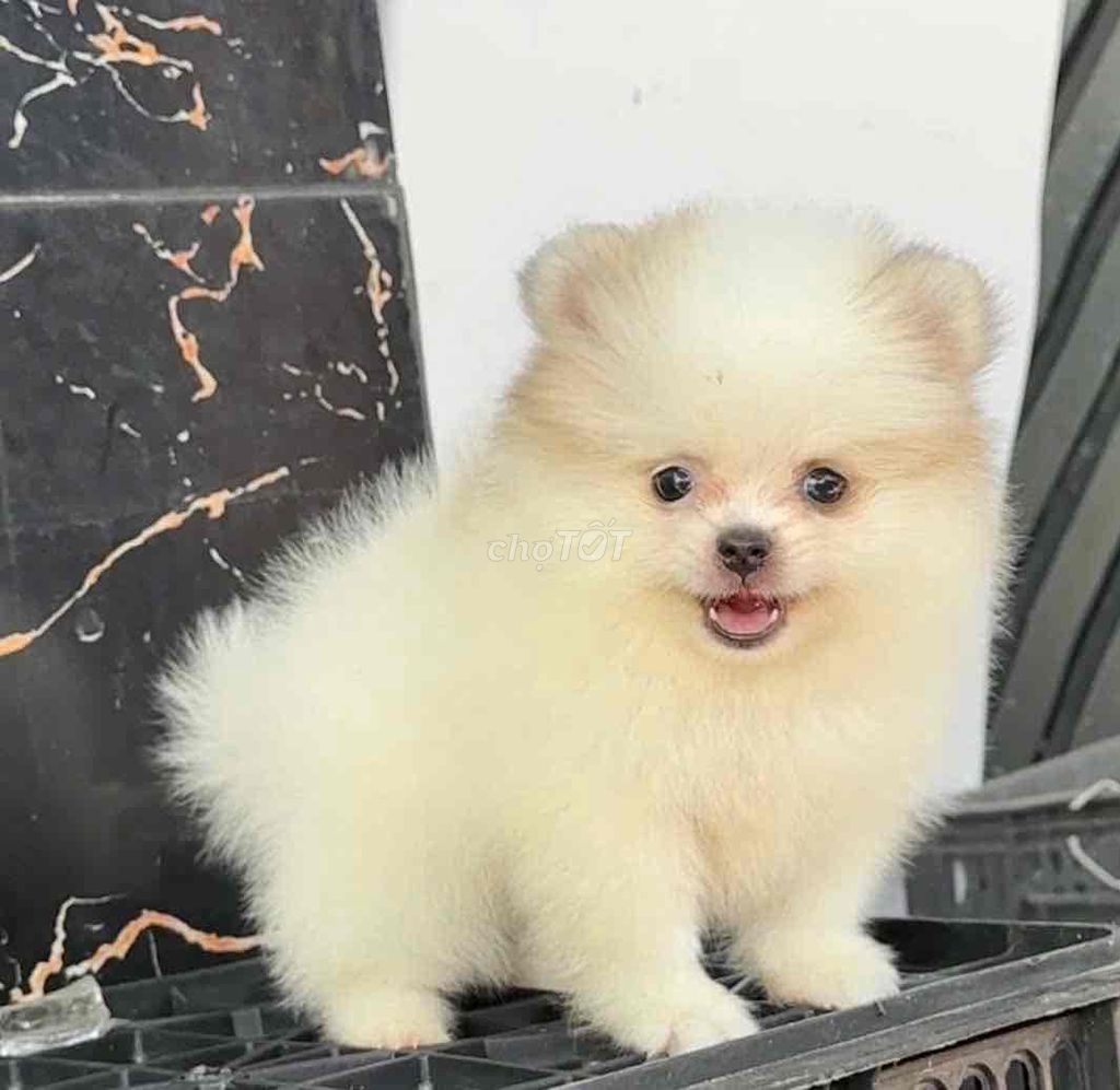 chó Pom mini siêu yêu 💝. Mua bán Chó tại Huyện Bình Chánh Tp Hồ Chí Minh được đăng bởi Huỳnh Chân hình 5