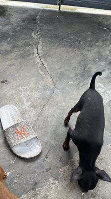 Bán  chó phốc hươu 700k. Mua bán Chó tại Quận Hồng Bàng Hải Phòng được đăng bởi Tuấn