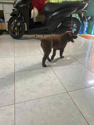 Mong muốn tìm được chủ yêu thương con