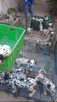 Chó Đốm, khu vườn nhiều đốm xinh