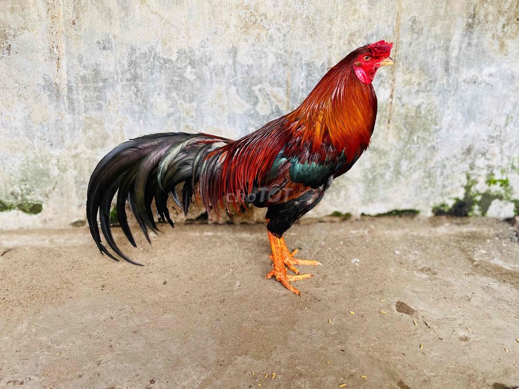 Gà chọi Điều 2.85kg. Mua bán Gà tại Thành phố Sa Đéc Đồng Tháp được đăng bởi Ht Gà  hình 1