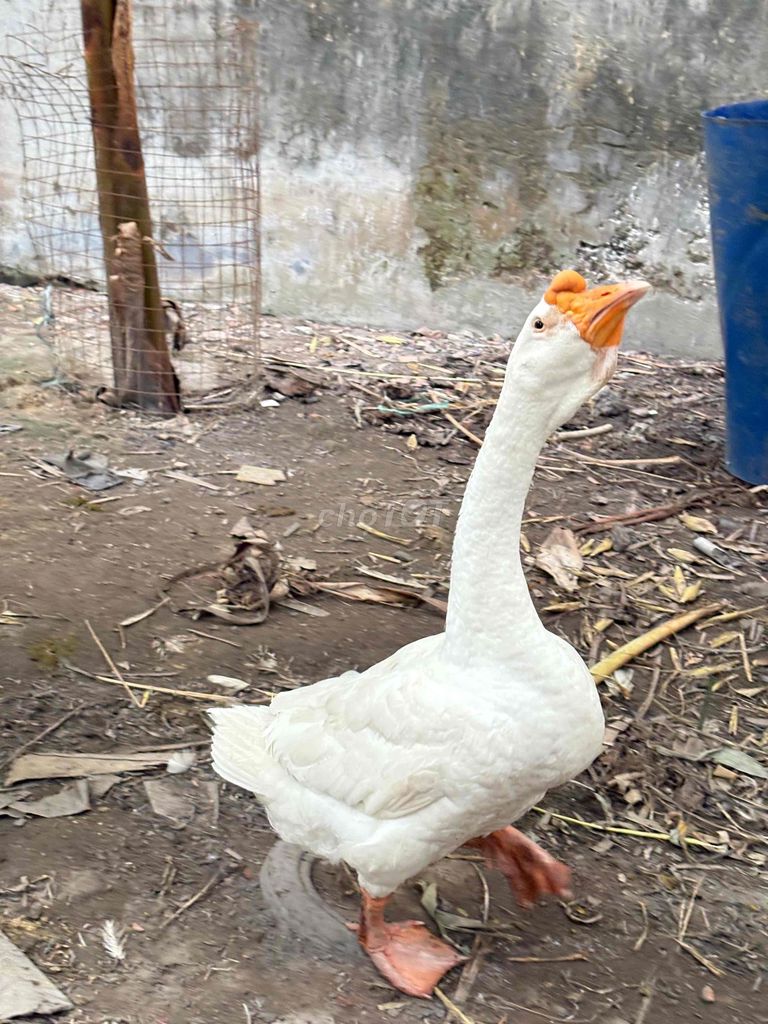 Ngỗng sư tử Trắng. Mua bán Thú cưng khác tại Quận 12 Tp Hồ Chí Minh được đăng bởi HoanGNam Phát Farm hình 1