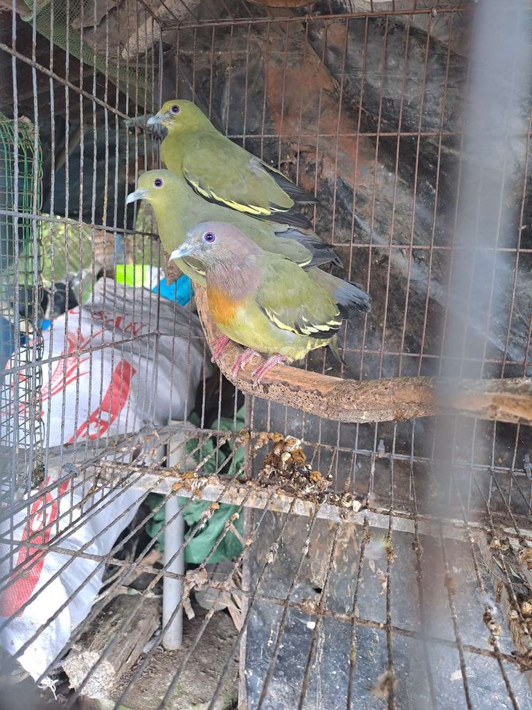 Chim cu xanh trống mái. Mua bán Chim tại Huyện Bình Đại Bến Tre được đăng bởi sỏi hình 1