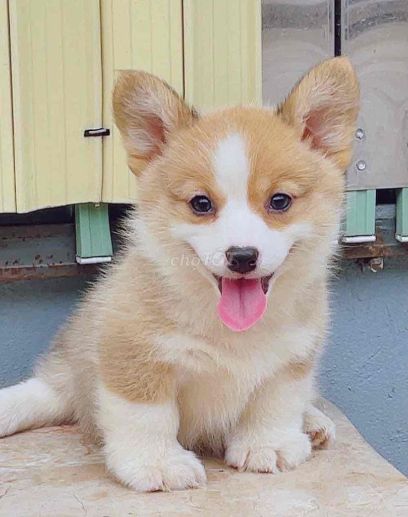 Chó Corgi BH thuần chủng