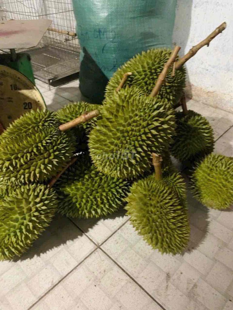 Sầu riêng Sáu Hữu