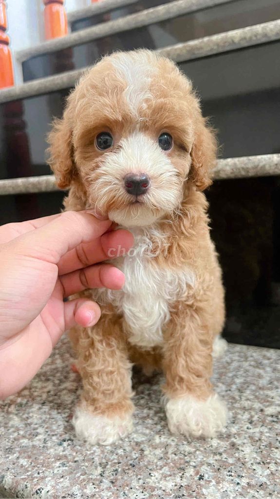 Chó poodle đẹp