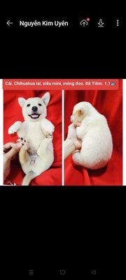 Chihuahua đủ màu sắc dễ thương đã tiêm. Mua bán Chó tại Huyện Hóc Môn Tp Hồ Chí Minh được đăng bởi fb NH Táo bán điện thoại và chó mèo có ship