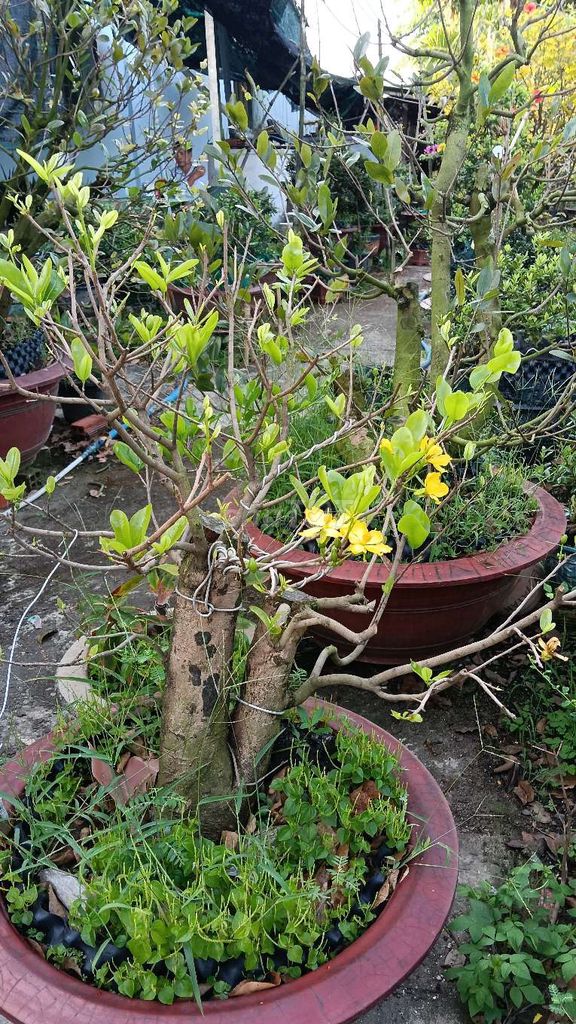 Cây Mai Ninh Thuận hoành 40cm. Mua bán Cây cảnh, đồ trang trí tại Huyện Cần Giuộc Long An được đăng bởi Nguyễn Hoài Đông hình 1