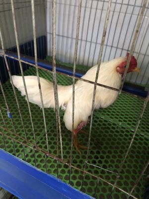 Dọn nhà nên cần thanh lý 2 bé gà ai cân alo mình. Mua bán Gà tại Quận Bình Tân Tp Hồ Chí Minh được đăng bởi Thanh Trí