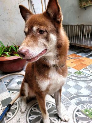 Chó Husky 2 tuổi