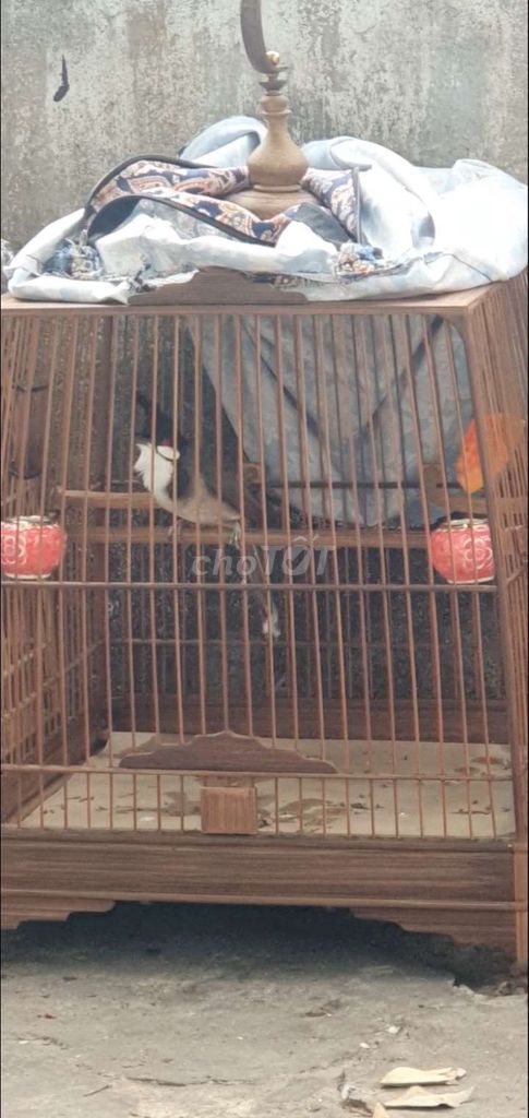 Chào Mào Mùa Đầu Siêu Mẫu Lông Mới Phách Bạo Động. Mua bán Chim tại Thành phố Thủ Đức Tp Hồ Chí Minh được đăng bởi Chào Mào Bổi Giàn Cứng Thi Đấu hình 1