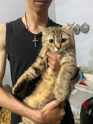cần bán em mèo lai ạ. Mua bán Mèo tại Thành phố Cao Lãnh Đồng Tháp được đăng bởi Yen Linh