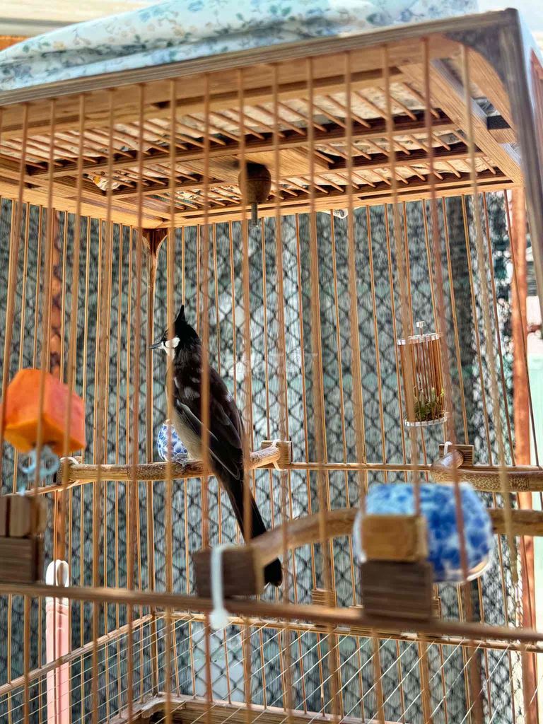 Chim bông cf ngọt. Mua bán Chim tại Quận Cẩm Lệ Đà Nẵng được đăng bởi Nguyễn Trang hình 1