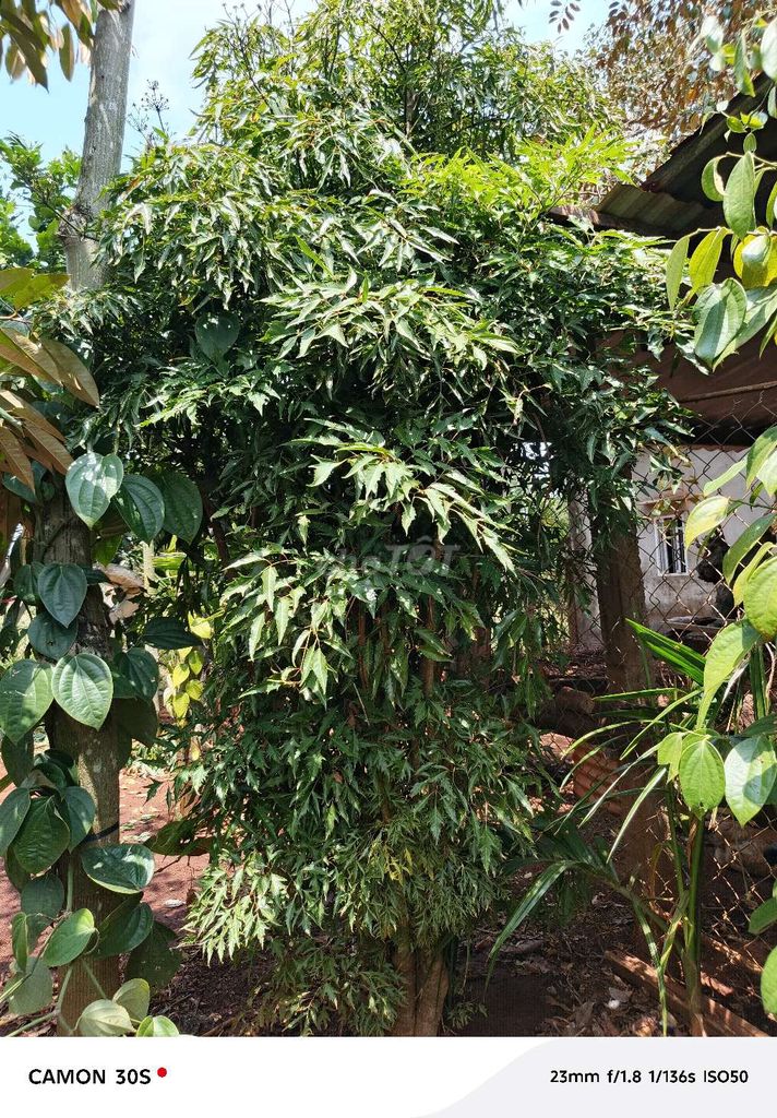 Cây đinh lăng. Mua bán Cây cảnh, đồ trang trí tại Huyện Cư M'gar Đắk Lắk được đăng bởi Tô Ánh Diện hình 1