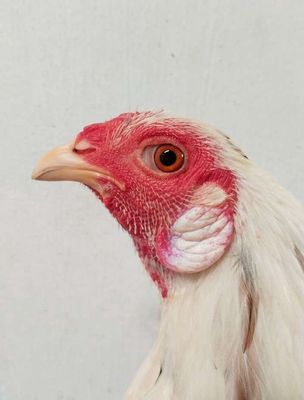 Cuban tơ. Mua bán Gà tại Quận 12 Tp Hồ Chí Minh được đăng bởi quangle