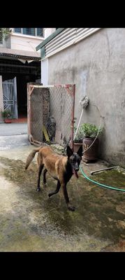 Chó Becgie cái 1.3 tuổi