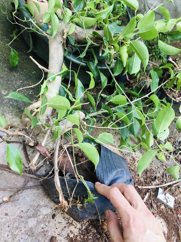 Cây sanh Đắk Lắk. Mua bán Cây cảnh, đồ trang trí tại Quận Bắc Từ Liêm Hà Nội được đăng bởi chuyên gà tre gia cong và cây cảnh bonsai hình 1