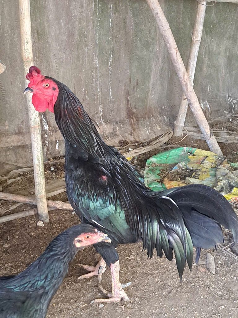 Gà Jap nọc khoảng 3.5kg. Mua bán Gà tại Huyện Tân Hiệp Kiên Giang được đăng bởi Siêu Việt hình 1