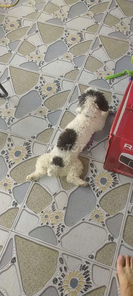 Poodle màu bò sữa