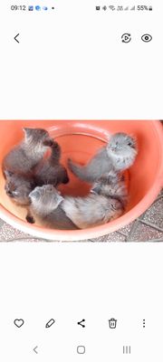 Mèo Anh lông ngắn 2 tháng