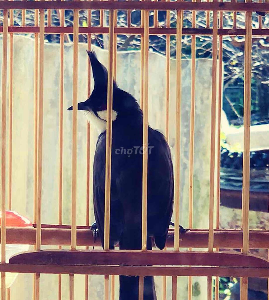 thanh lý đinh lân. Mua bán Chim tại Huyện Quảng Điền Thừa Thiên Huế được đăng bởi Nguyên  hình 1