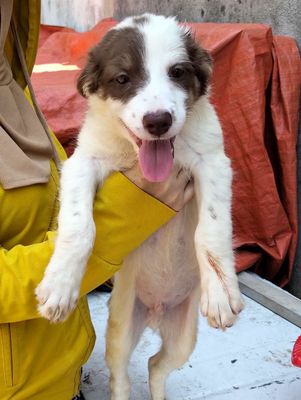 Chó betge lai husky. Mua bán Chó tại Quận 12 Tp Hồ Chí Minh được đăng bởi Huỳnhpetshop